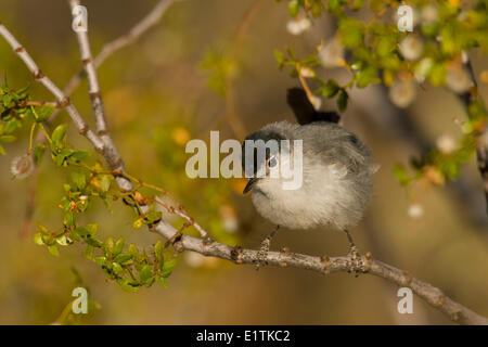 Schwarz-angebundene Gnatcatcher, Polioptila Melanura, Arizona, USA Stockfoto