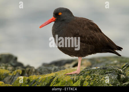 Schwarze Austernfischer, Haematopus Bachmani, Victoria, BC, Kanada Stockfoto