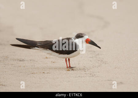 Schwarzes Abstreicheisen Rynchops Niger, Florida, USA Stockfoto