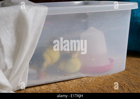 Junge Gänse, Gänsel gehalten im Haus in einer Kunststoff-Box, Wales, UK Stockfoto