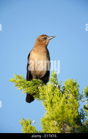 Boot-angebundene Grackle, Quiscalus großen, Florida, USA Stockfoto