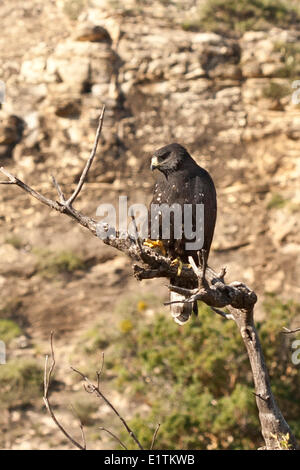 Gemeinsamen Black Hawk, Buteogallus Anthracinus, Guadalupe Mountains, New Mexiko, Sitting Bull Falls, USA Stockfoto