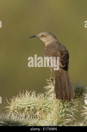 Kurve-billed Thrasher, Toxostoma Curvirostre, Arizona, USA Stockfoto