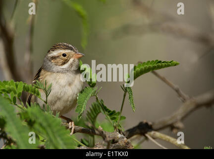 Lehm-farbigen Spatz, Spizella Pallida, Arizona, USA Stockfoto