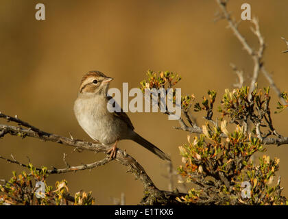 Chipping-Spatz, Spizella Passerina, Okanagan, BC, Kanada Stockfoto