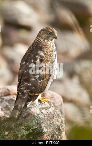 Cooper's Hawk, Accipiter Cooperii, Alberta, Kanada Stockfoto