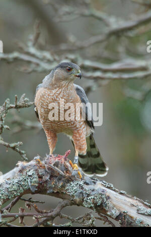 Cooper's Hawk, Accipiter Cooperii, Victoria, BC, Kanada Stockfoto