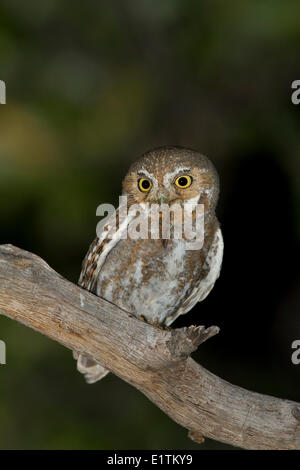 Elf-Eule, Micrathene Whitneyi, Arizona, USA Stockfoto