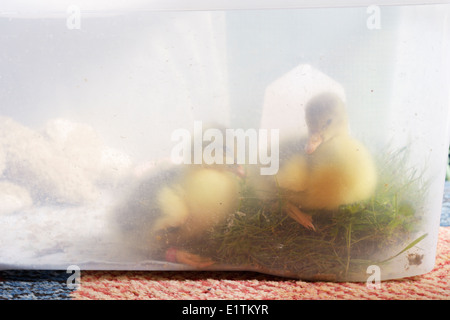 Junge Gänse, Gänsel gehalten im Haus in einer Plastikbox mit einem Abschnitt der Rasen Rasen für die Beweidung, Wales, UK Stockfoto