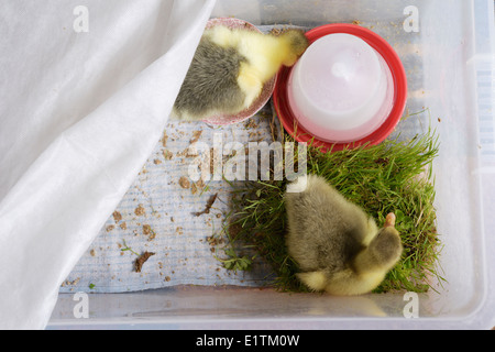 Junge Gänse, Gänsel gehalten im Haus in einer Plastikbox mit einem Abschnitt der Rasen Rasen für die Beweidung, Wales, UK Stockfoto