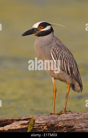 Gelb-gekrönter Nachtreiher (Nyctanassa violacea Stockfoto