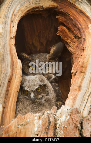 Große gehörnte Eule, Bubo Virginianus, Kamloops, BC, Kanada Stockfoto