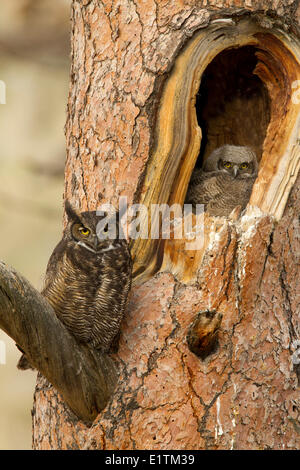 Große gehörnte Eule, Bubo Virginianus, Kamloops, BC, Kanada Stockfoto