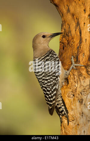 Gila Specht, Melanerpes Uropygialis, Sonora-Wüste, Arizona, USA Stockfoto