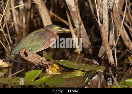 Grün-Reiher, Butorides Virescens, Everglades, Florida, USA Stockfoto