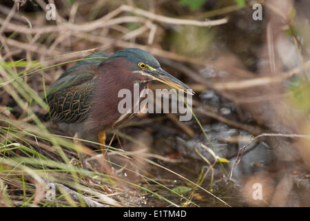 Grün-Reiher, Butorides Virescens, Everglades, Florida, USA Stockfoto