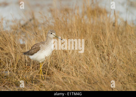 Größere Yellowlegs, Tringa Melanoleuca, BC, Kanada Stockfoto