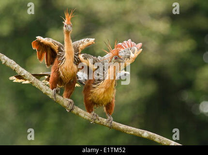 Hoatzin, Opisthocomus Hoazin, Rio Napo, Amazonien, Ecuador Stockfoto