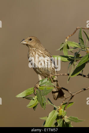 Haus Fink, Carpodacus Mexicanus, Arizona, USA Stockfoto