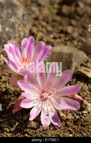 Bitterroot, Lewisia Rediviva Pursh, Washington, USA Stockfoto