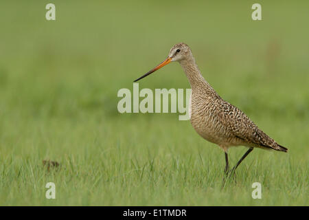 Uferschnepfe, Limosa Fedoa, marmoriert Grasslands National Park, Saskatchewan, Kanada Stockfoto