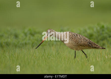 Uferschnepfe, Limosa Fedoa, marmoriert Grasslands National Park, Saskatchewan, Kanada Stockfoto