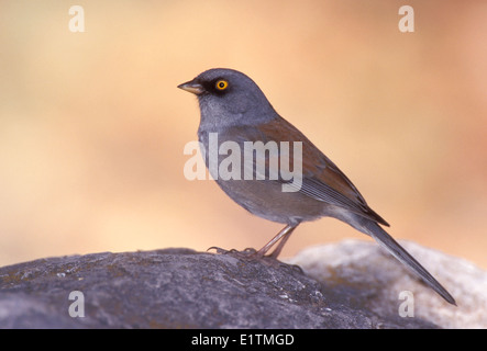 Gelbäugige Junco - Junco phaeonotus Stockfoto