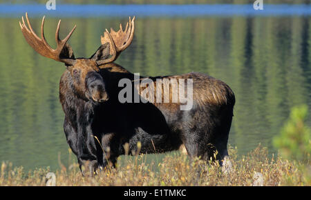 Stier Elch (Alces Alces), Jasper Nationalpark, Alberta, Kanada Stockfoto