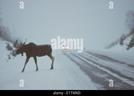 Elch (Alces Alces) männlichen Kreuzung Autobahn, Algonquin Provincial Park, Ontario Kanada. Stockfoto