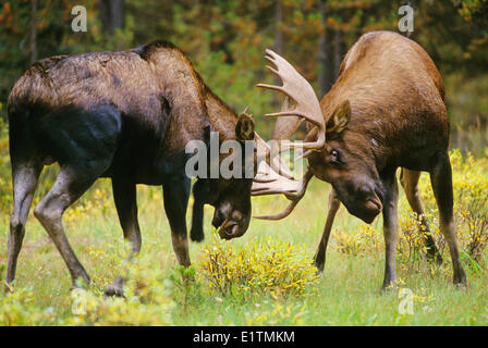 Elch (Alces Alces) Männchen gelegentlich, sie kämpfen, aber im allgemeinen Bedrohung, zeigt Tests Stärke Eingabeaufforderung zu entziehen. Herbst Stockfoto