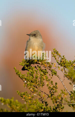 Say'sche Phoebe, Sayornis Saya, New Mexico, USA Stockfoto