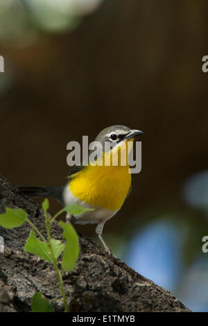 Gelb, Breasted chatten, Icteria Virens, Arizona, USA Stockfoto