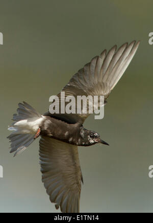 Schwarz-Tern, Chlidonias Niger, Alberta, Kanada Stockfoto