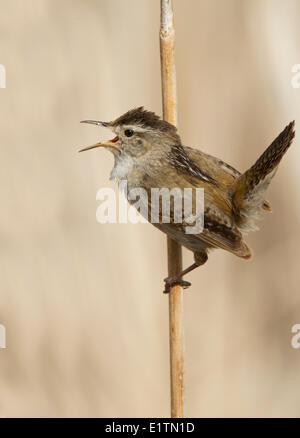 Bewick ´s Wren, Thryomanes Bewickii, Oregon, USA Stockfoto