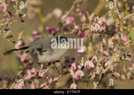 Schwarz-angebundene Gnatcatcher, Polioptila Melanura, Arizona, USA Stockfoto