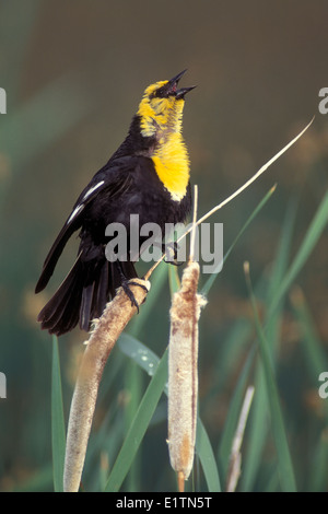 Gelb-vorangegangene Amsel - Xanthocephalus Xanthocephalus - Erwachsene männliche Zucht Stockfoto