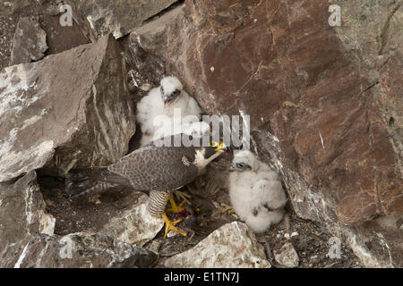 Wanderfalke, Falco Peregrinus, nesting, Spences Bridge, BC, Kanada Stockfoto