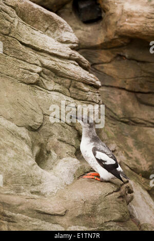 Taube Guillemot, Cepphus Columba, Oregon, USA Stockfoto