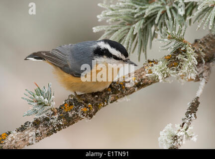 Red-Breasted Kleiber, Sitta Canadensis, Sandia Crest, Albuquerque, New Mexico, USA Stockfoto