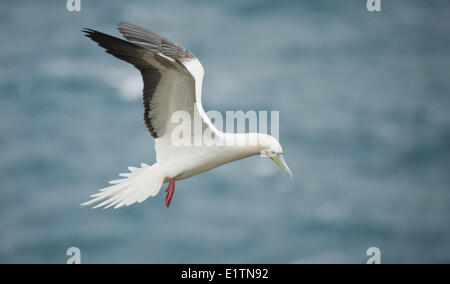 Red-footed Tölpel, Sula Sula, Kauai, Hawaii, USA Stockfoto