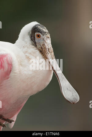 Rosige Löffler, Platalea Ajaja, Everglades, Florida, USA Stockfoto