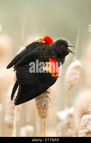 Rotschulterstärling, Agelaius Phoeniceus, Kamloops, BC, Kanada Stockfoto