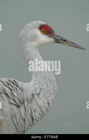 Sandhill Kran, Grus Canadensis, Reiffel Bird Sanctuary, Vancouver, BC, Kanada Stockfoto