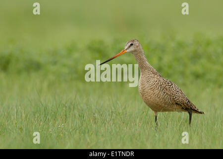 Uferschnepfe, Limosa Fedoa, marmoriert Grasslands National Park, Saskatchewan, Kanada Stockfoto