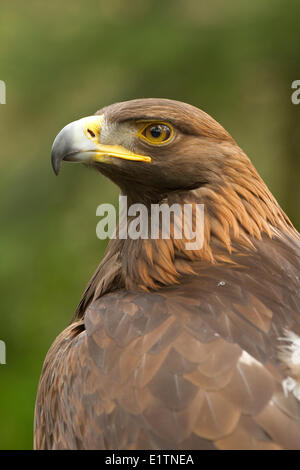 Goldener Adler, Aquila Chrysaetos, Pacific Northwest Raptors, Duncan, BC, Kanada Stockfoto