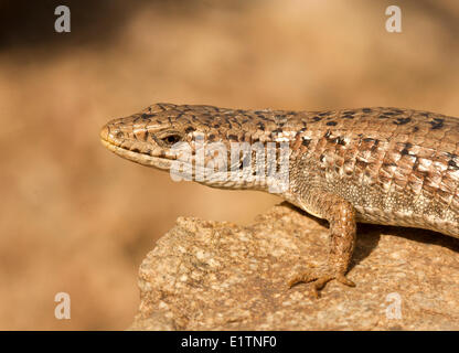 Nordwestlichen Alligator Eidechse, Elgaria Coerulea Principis, BC, Kanada Stockfoto