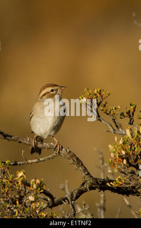 Chipping-Spatz, Spizella Passerina, Okanagan, BC, Kanada Stockfoto