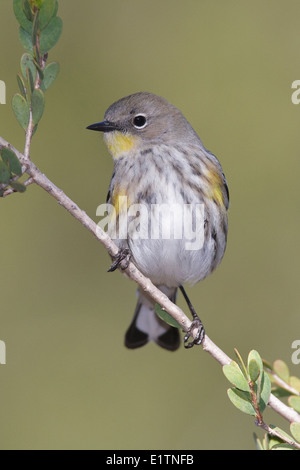 Gelb-Psephotus Warbler - Setophaga Coronata (Audubon) - Erwachsene nicht-Zucht Stockfoto