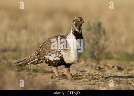 Mehr Sage Grouse, Centrocercus Urophasianus, Mansfield, Washington, USA Stockfoto