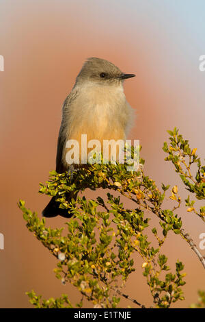 Say'sche Phoebe, Sayornis Saya, New Mexico, USA Stockfoto